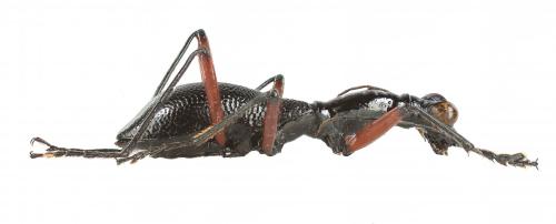 Tricondyla elongata
